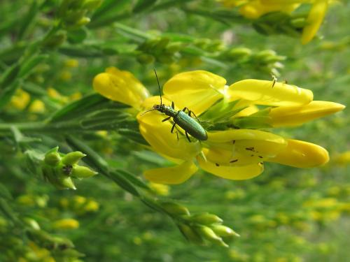 Chrysanthia viridissima